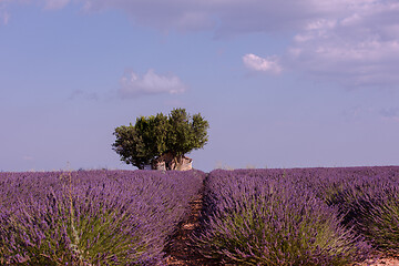 Image showing purple lavender flowers field with lonely tree