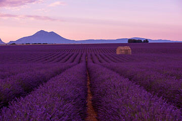 Image showing purple lavender flowers field with lonely old stone house