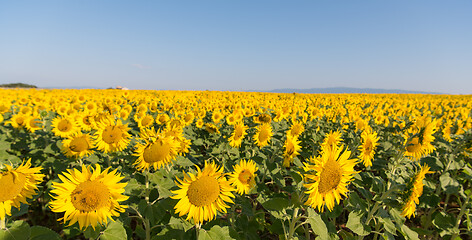 Image showing sunflower field