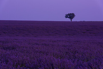 Image showing purple lavender flowers field with lonely tree on night