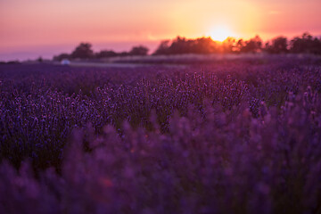 Image showing levender field france