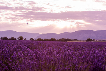 Image showing levender field france