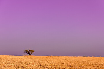 Image showing single tree on harvested field