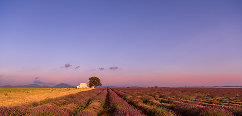 Image showing purple lavender flowers field with lonely tree