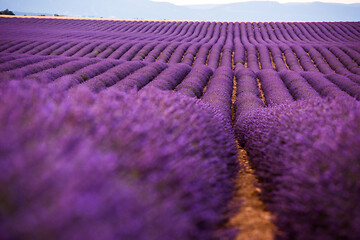 Image showing levender field france