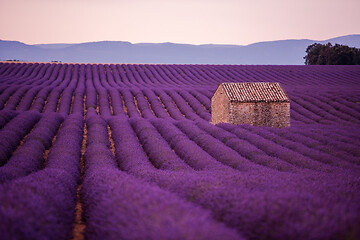 Image showing purple lavender flowers field with lonely old stone house