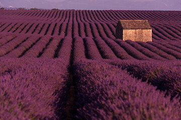 Image showing purple lavender flowers field with lonely old stone house