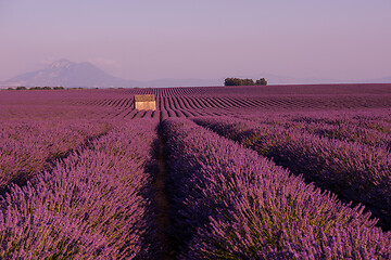 Image showing purple lavender flowers field with lonely old stone house