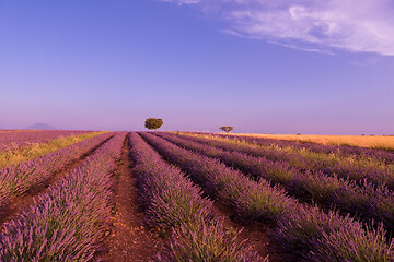 Image showing purple lavender flowers field with lonely tree