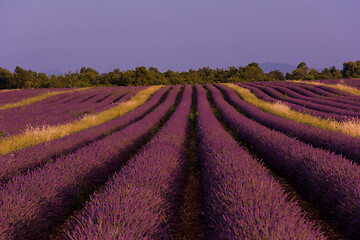 Image showing levender field france