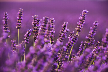 Image showing closeup purple lavender field