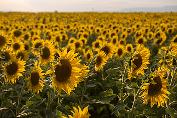 Image showing sunflower field