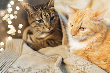 Image showing two cats lying with blanket at home