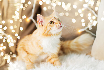 Image showing red tabby cat on sofa with sheepskin at home