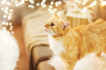 Image showing red tabby cat on sofa with christmas gift at home