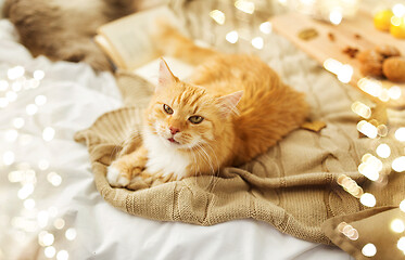 Image showing red tabby cat lying on blanket at home in autumn