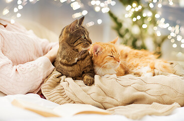 Image showing close up of owner with red and tabby cat in bed