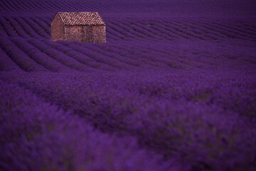 Image showing purple lavender flowers field with lonely old stone house