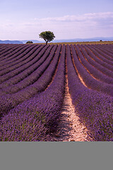 Image showing purple lavender flowers field with lonely tree