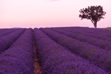 Image showing purple lavender flowers field with lonely tree