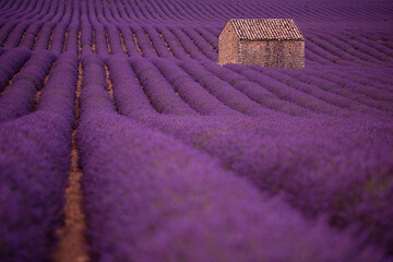 Image showing purple lavender flowers field with lonely old stone house