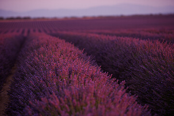 Image showing levender field france