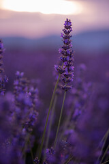 Image showing closeup purple lavender field