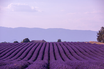 Image showing levender field france