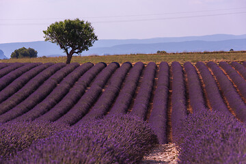 Image showing purple lavender flowers field with lonely tree