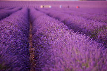 Image showing closeup purple lavender field