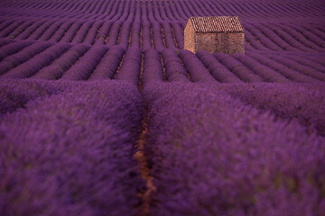 Image showing purple lavender flowers field with lonely old stone house