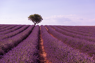 Image showing purple lavender flowers field with lonely tree