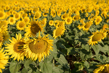 Image showing sunflower field