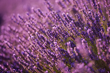 Image showing closeup purple lavender field