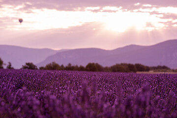 Image showing levender field france