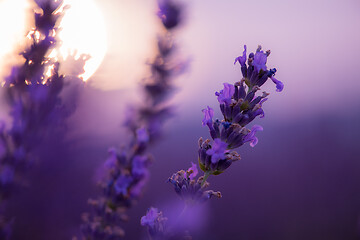 Image showing closeup purple lavender field