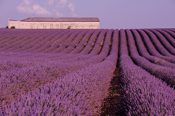 Image showing levender field france