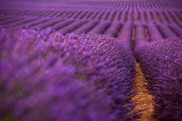 Image showing levender field france