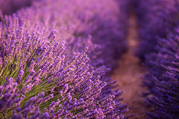 Image showing closeup purple lavender field