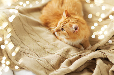 Image showing red tabby cat lying on blanket at home in winter