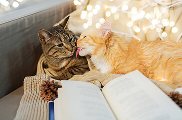 Image showing two cats lying on sofa with book at home