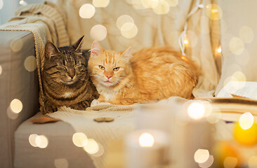 Image showing two cats lying on sofa at home