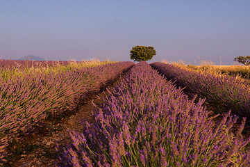 Image showing purple lavender flowers field with lonely tree