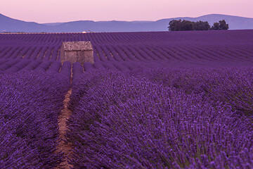 Image showing purple lavender flowers field with lonely old stone house