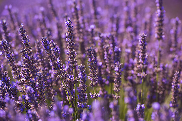 Image showing closeup purple lavender field