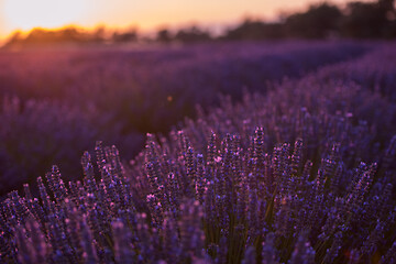 Image showing closeup purple lavender field