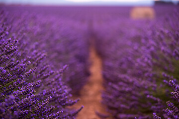 Image showing purple lavender flowers field with lonely old stone house