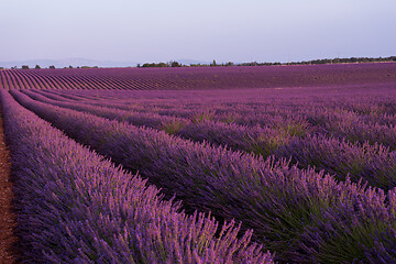 Image showing levender field france