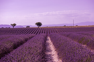 Image showing purple lavender flowers field with lonely tree