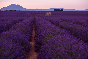 Image showing purple lavender flowers field with lonely old stone house